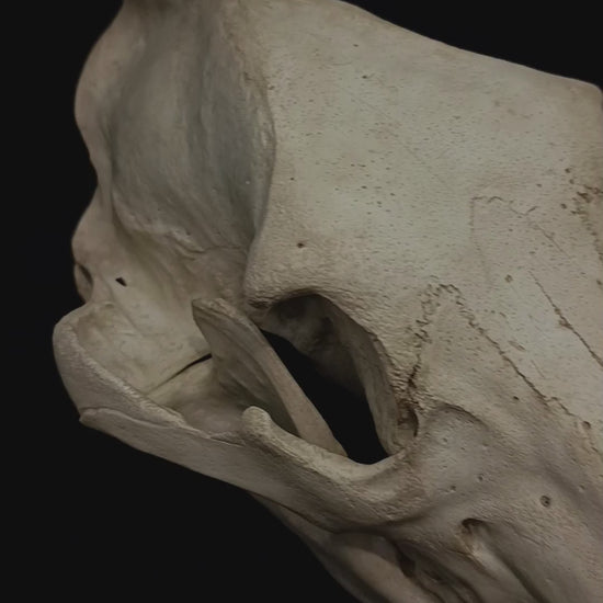 Ivory Bear – full-scale 1:1 brown bear skull replica (Ursus arctos), featuring a complete skull and mandible, highly detailed dentition and individually hand-painted bone textures. This anatomical reproduction captures the powerful cranial morphology and osteological character of the brown bear, with realistic aged ivory tones and natural surface variation. Handcrafted and finished by Post Mortem Cult in Valencia, Spain.