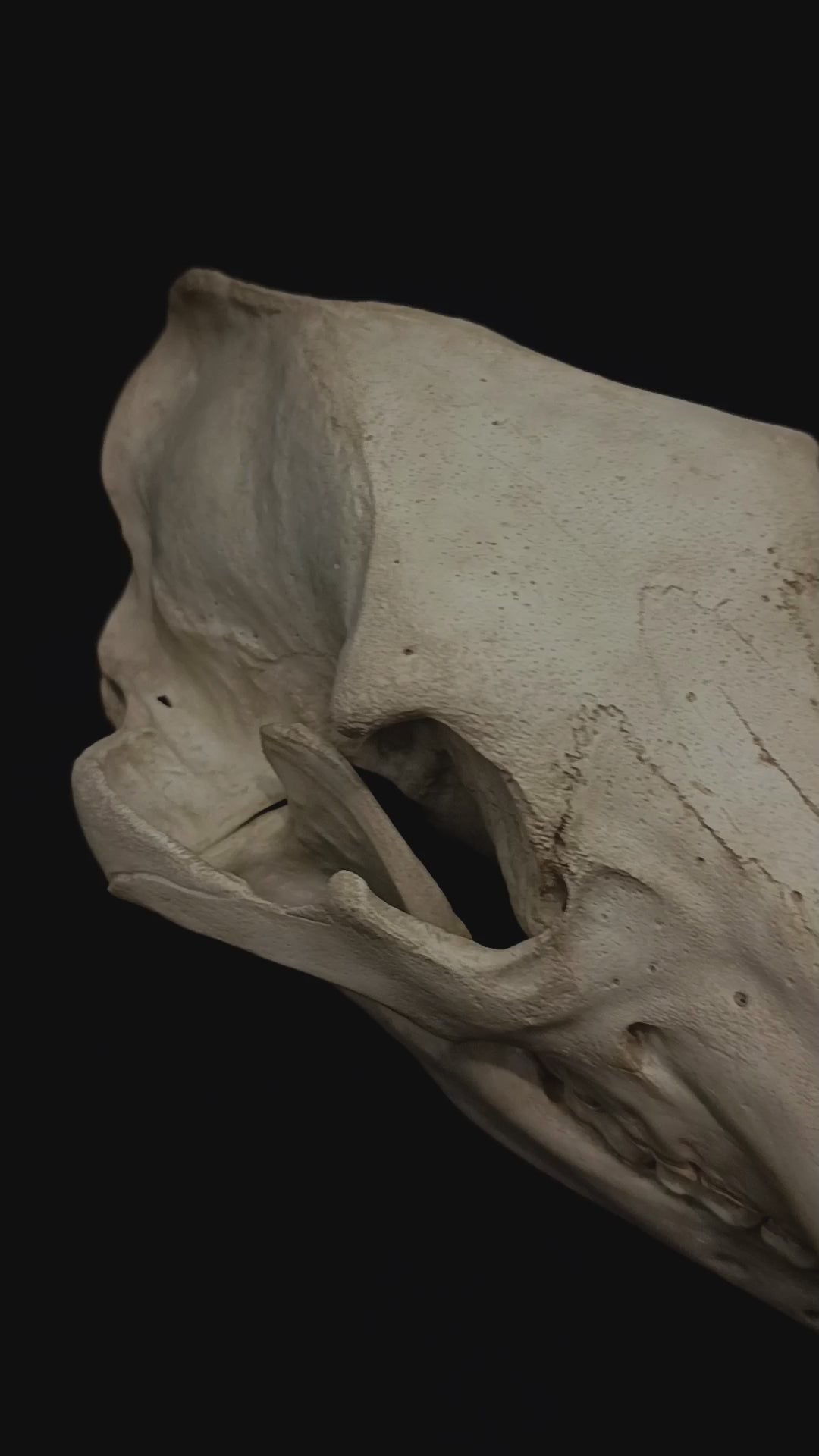 Ivory Bear – full-scale 1:1 brown bear skull replica (Ursus arctos), featuring a complete skull and mandible, highly detailed dentition and individually hand-painted bone textures. This anatomical reproduction captures the powerful cranial morphology and osteological character of the brown bear, with realistic aged ivory tones and natural surface variation. Handcrafted and finished by Post Mortem Cult in Valencia, Spain.