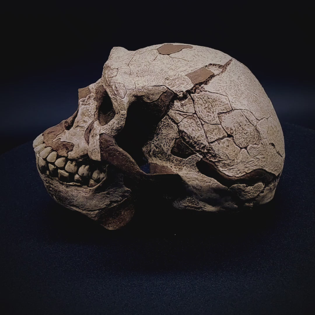 360° view of the Homo erectus skull replica “Peking Man” – a museum-quality fossil reproduction, handcrafted and hand-painted with light and dark tones to highlight original fossil areas and reconstructed sections. Perfect educational model for anthropology, archaeology, universities, and collectors.
