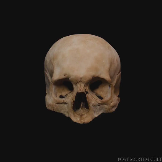 Realistic Human Skull for Anatomy Studies – Featuring accurate representations of human bone structure and features like teeth, sutures, and bone texture, this realistic skull is designed to aid anatomical studies and serve as a decorative piece.