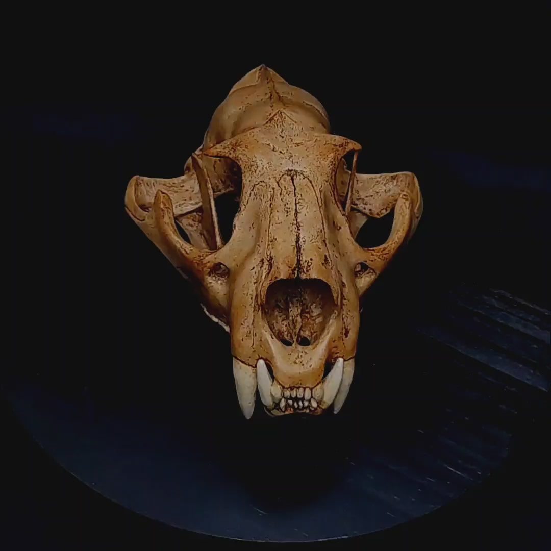 Experience the realism of our Panthera onca skull replica in action! Watch as this stunning model captures every detail, from the jaguar’s jawline to its intricate bone structure, perfect for collectors and educators alike.