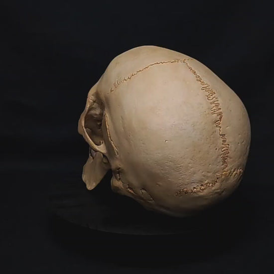 360° View of Skull Replica:
Take a full look at the high-quality polyurethane resin skull from all angles. Every part, from the jaw to the sutures, is crafted with exceptional attention to detail.