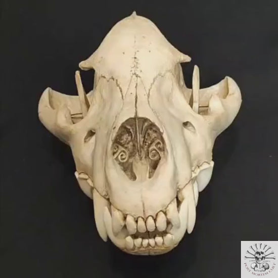 Full set overview: skull + mandible + documentation, professionally photographed in neutral background.