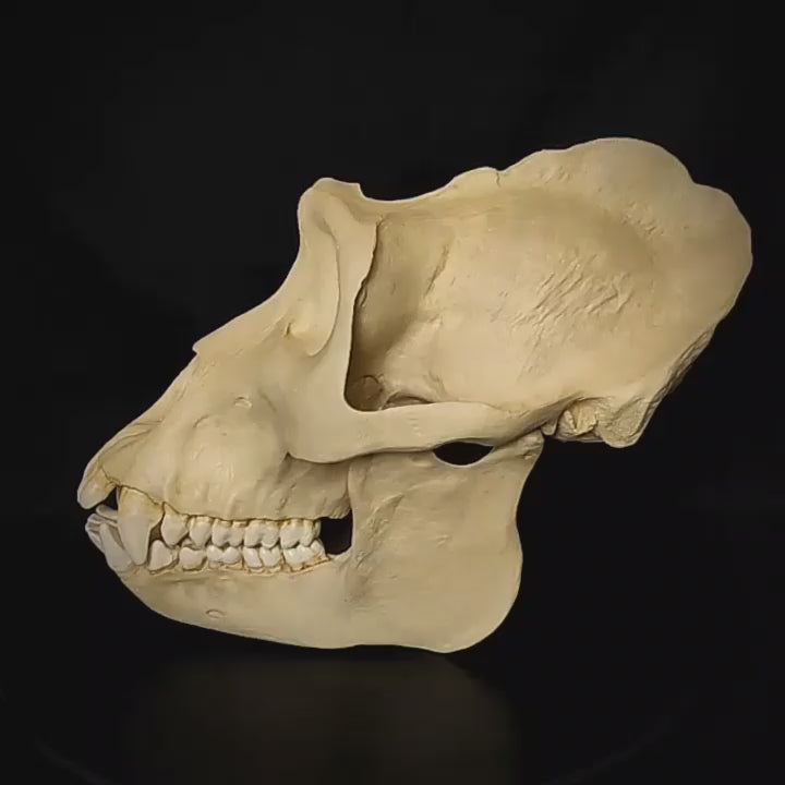 Male Gorilla Skull Replica - Gorilla Gorilla – Post Mortem Cult