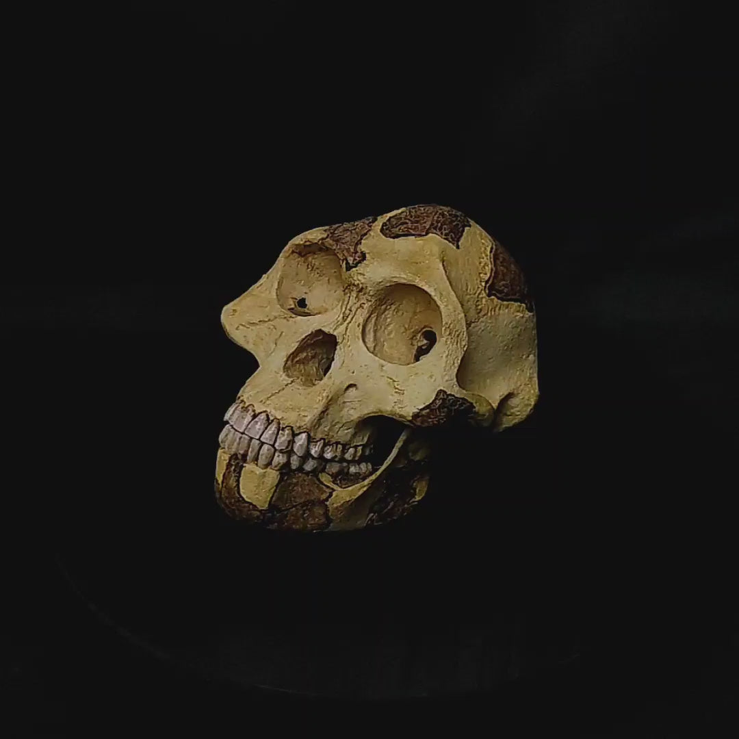 Watch the stunning 1:1 scale replica of the Australopithecus afarensis "Lucy" skull in action! This video showcases the lifelike texture, precise anatomical details, and museum-quality craftsmanship, highlighting every feature of this incredible prehistoric artifact. Perfect for anatomical study, education, and collectors.