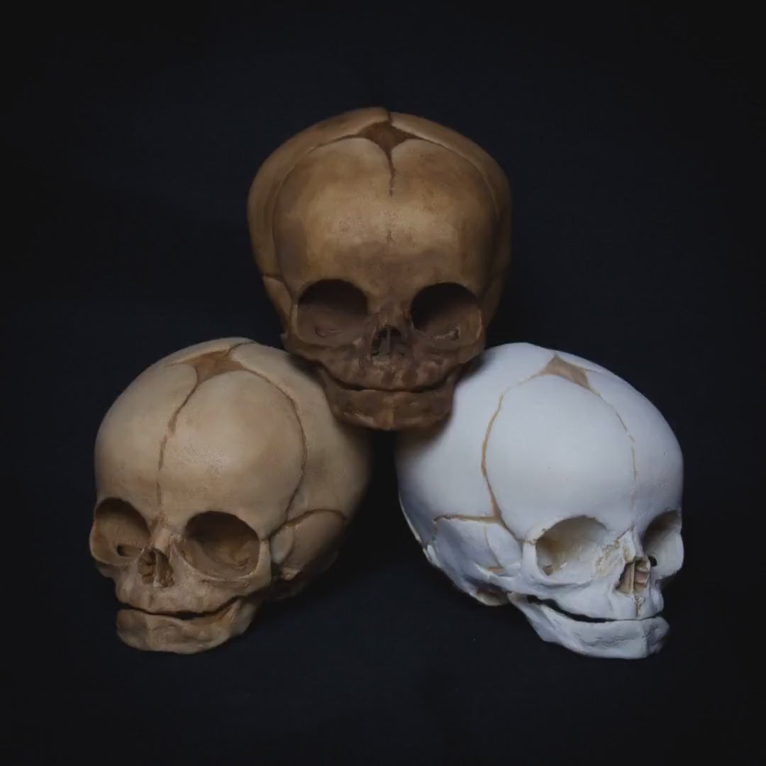 Crafted by hand with exceptional detail, this fetal skull replica is designed to provide a realistic depiction of early human development. Featuring precise bone textures, detailed cranial sutures, and a clear fontanelle opening, this model captures the intricacies of a 16-week-old fetus. Perfect for anatomical study, educational purposes, or as a unique addition to any collection, it blends artistry and accuracy seamlessly.