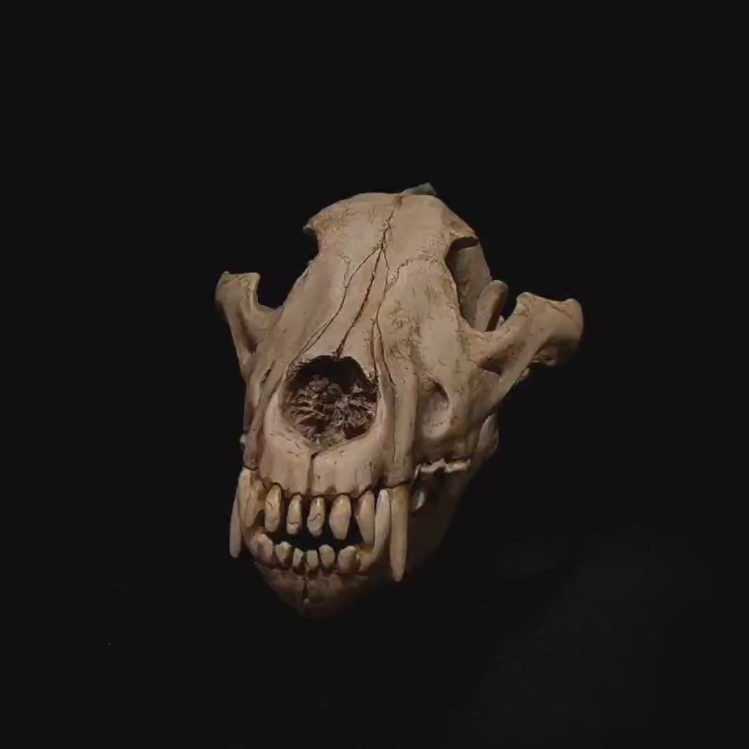 Discover the unparalleled craftsmanship of this Canis lupus skull replica, meticulously hand-painted to reflect the true anatomy of the European wolf. Ideal for zoological studies, veterinary education, and collectors, this model captures every minute detail—from the fine textures of the bone surface to the robust features like the sagittal crest. Perfect for enhancing academic understanding of carnivorous species, this skull serves as both a stunning decorative piece and a valuable educational tool. Watch 