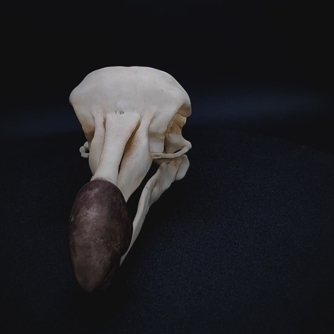 Signature Dodo Skull Replica combining art, science, and craftsmanship.