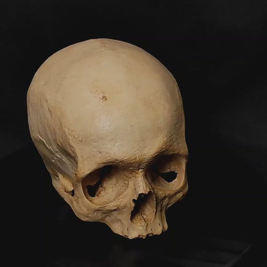 Authentic-Looking Skull Model for Collectors: Crafted from high-quality resin, this realistic skull replica reflects the fine details of human bone. From its textured surface to the fine anatomical details like the visible sutures, this skull is designed to resemble a real human skull in every aspect. Its realistic weight and sturdy construction make it an ideal addition to any collection.