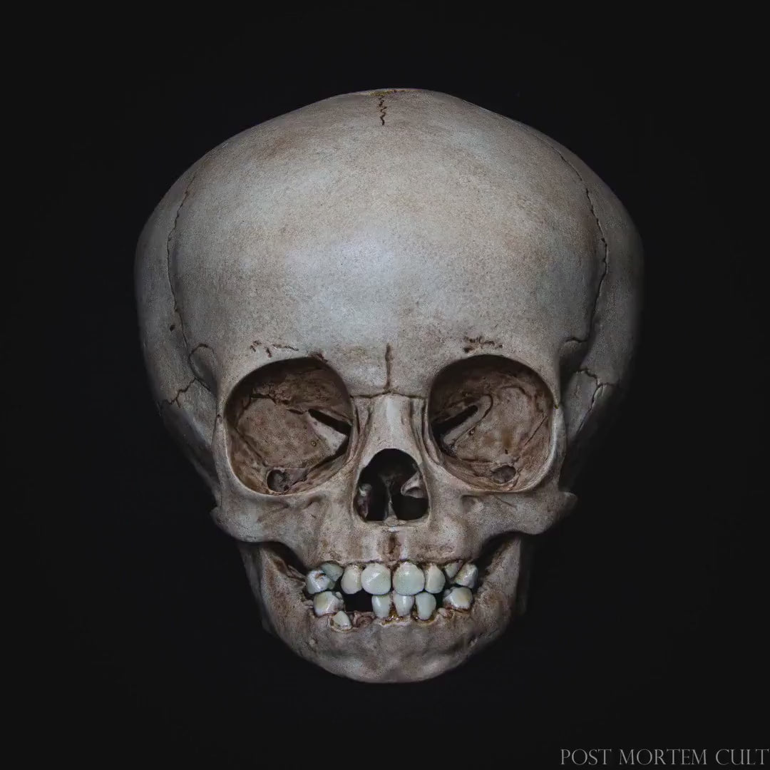 Infant Skull Replica - Somnum Infantis – Post Mortem Cult