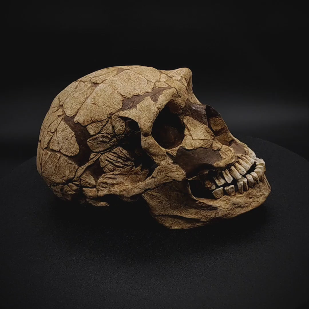 Full display of Homo neanderthalensis skull replica with certificate of authenticity – perfect for collectors and anthropology study.