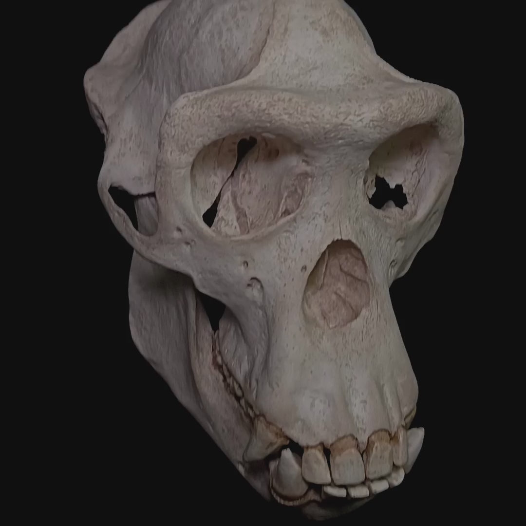Full-scale 1:1 chimpanzee skull replica (Pan troglodytes) with complete skull and mandible, detailed primate dentition and carefully reproduced cranial anatomy. Handcrafted in polyurethane resin and individually hand-painted by Post Mortem Cult with realistic aged bone tones and osteological textures