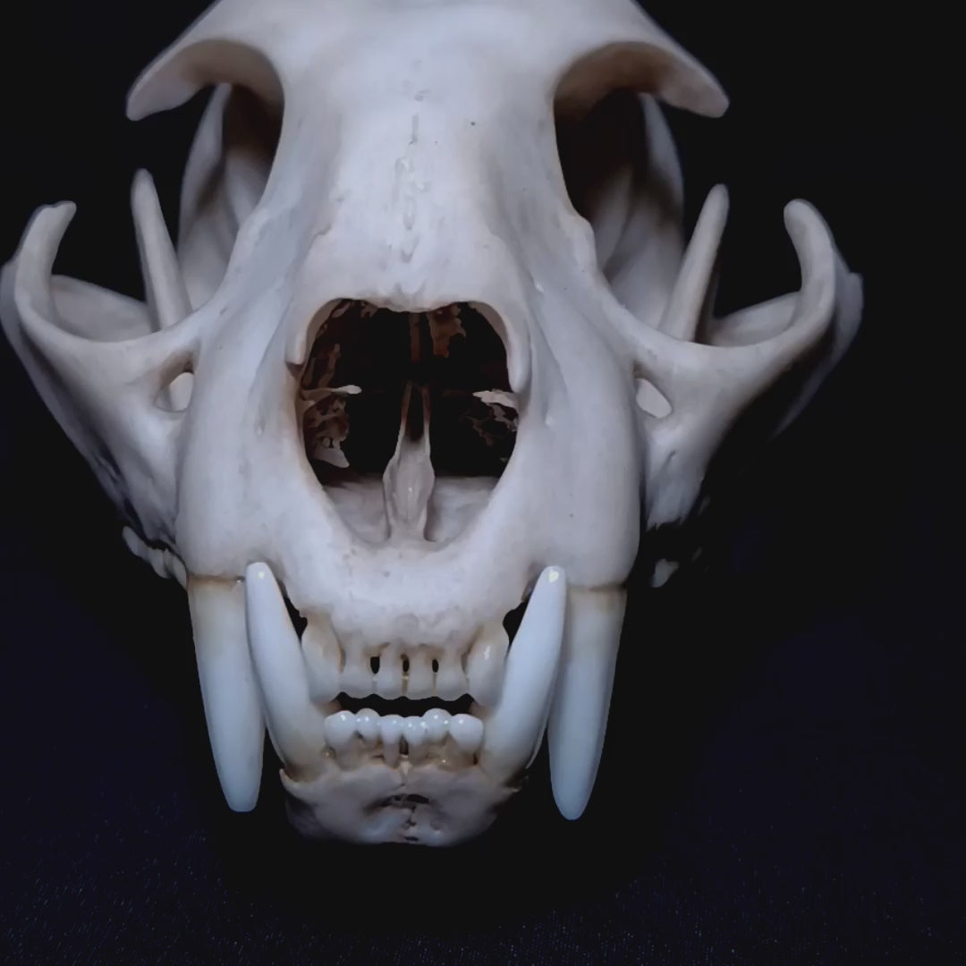 Short video of the Iberian lynx skull replica (Lynx pardinus), showing realistic anatomy, bone texture and full skull and mandible structure.
