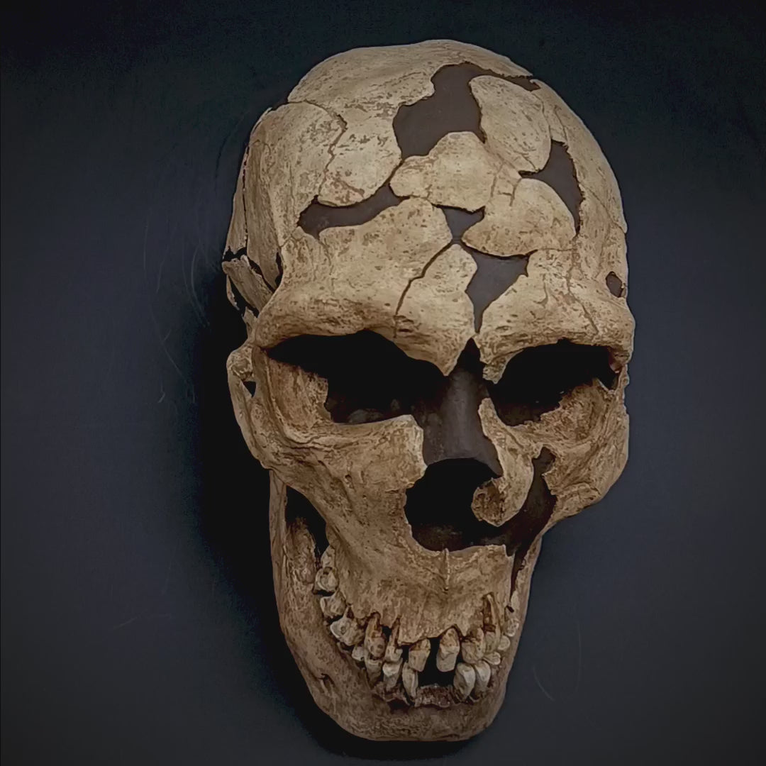 360° video showcasing the detailed Neanderthal skull replica, highlighting its fossil texture, fragmented structure, and museum-quality finish.