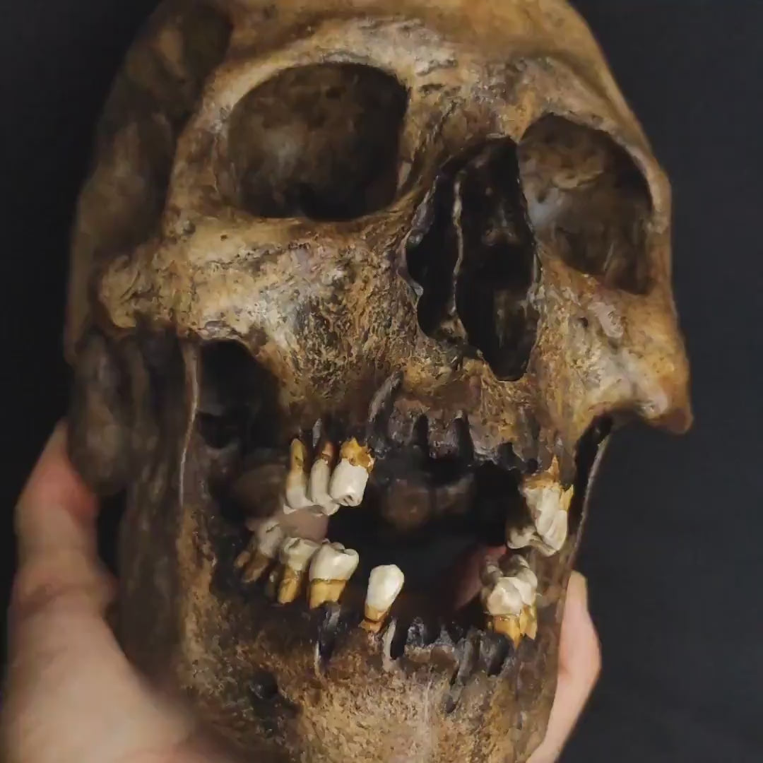 Realistic Hand-Painted Skull with Jaw: Displaying a complete, detailed European male skull replica, this piece highlights its realistic texture, making it perfect for both decorative purposes and scientific study