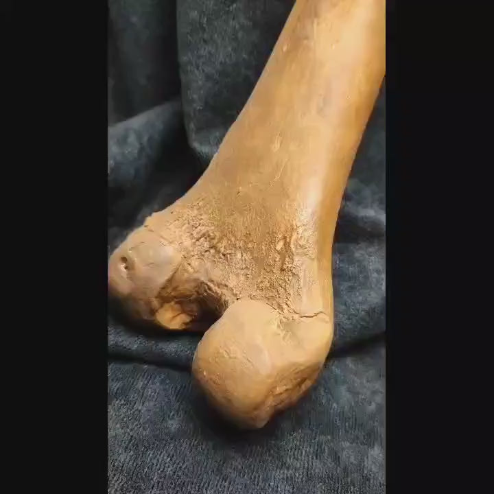 Realistic Femur Replica – Authentic Anatomical Detail: Made with premium polyurethane resin, this femur replica is an incredible piece of craftsmanship, offering realistic texture and the authentic weight of human bone. The organic hand-painted tones capture the natural beauty of bone, making it ideal for both educational use and decorative display.